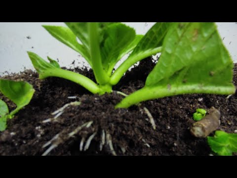 Видео: Позднее черенкование крупнолистной гортензии и результат 🌿🌿🌿