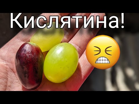 Видео: Ваш виноград не набирает сахар? Главная причина это- Погода! 💯🍇🤔