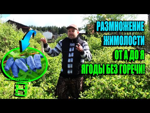 Видео: 3 СПОСОБА, КАК РАЗМНОЖИТЬ ЖИМОЛОСТЬ? КАК ПОЛУЧИТЬ ЯГОДЫ БЕЗ ГОРЕЧИ? ЭКОСАД (ОГОРОД) И ТЕПЛИЦА 22-21