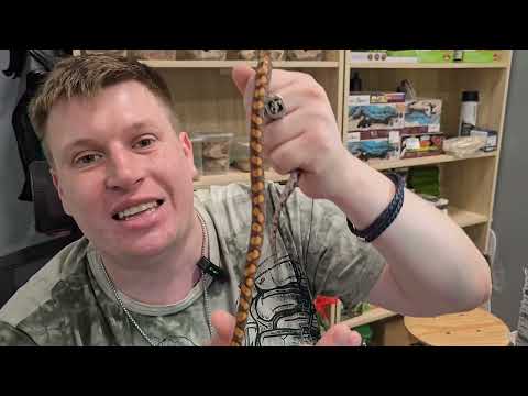 Видео: Содержание бразильского радужного удава !