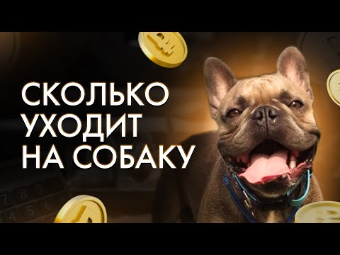 Видео: Сколько Денег Мы Тратим В Месяц На Французского Бульдога | Траты На Собаку