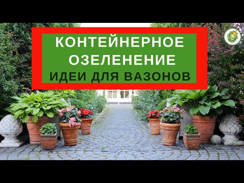 Видео: КОНТЕЙНЕРНОЕ ОЗЕЛЕНЕНИЕ//какие растения посадить в горшки и вазоны