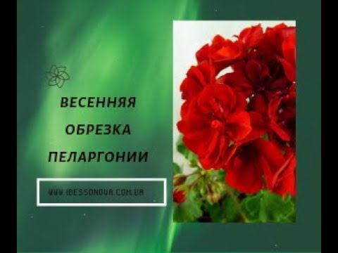Видео: Пеларгония Весенняя обрезка пеларгонии