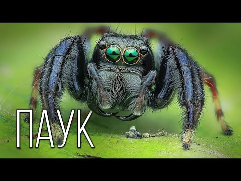Видео: Пауки: Природные инженеры | Интересные факты про пауков