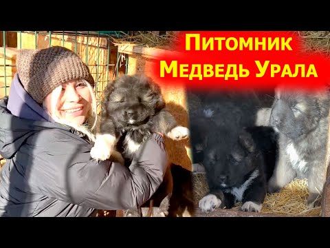 Видео: Питомник Кавказских овчарок Медведь урала!