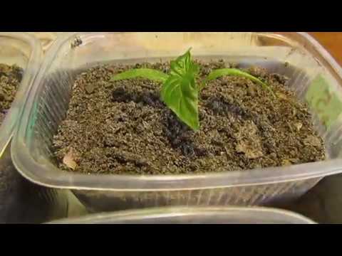 Видео: ГРУНТ ИЗ ОПИЛОК