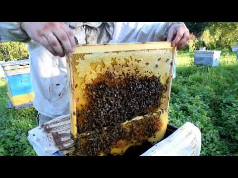 Видео: Универсальный размер увеличенной рамки.