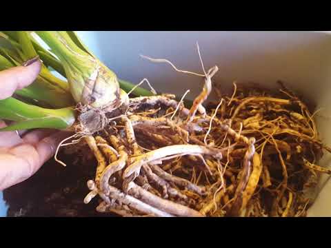 Видео: Корни цимбидиума
