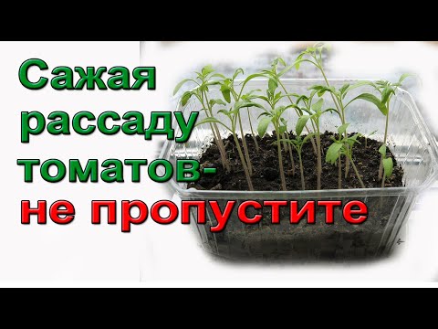 Видео: Сажая рассаду томатов,  не пропустите!