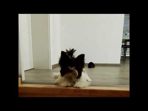 Видео: Дженни,наш третий ребенок)))