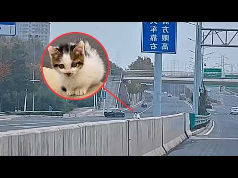 Видео: Заблудившийся котёнок застрял на эстакаде, смотрит на машины, но ни одна не остановилась ради него.