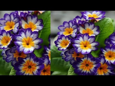 Видео: Как сделать красивый цветок из полиэтиленового пакета | Цветочные ремесла