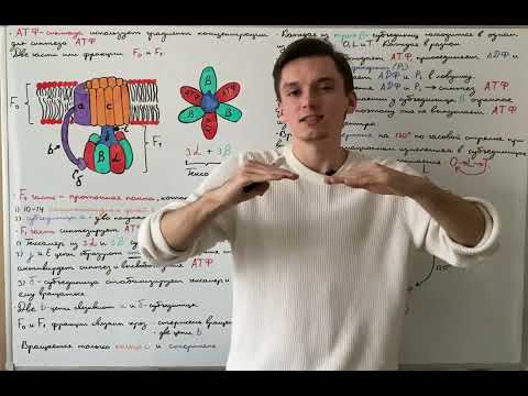 Видео: Окислительное фосфорилирование: АТФ-синтаза (F1-часть)