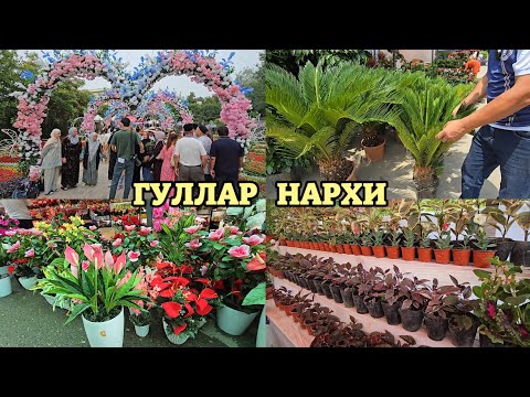 Видео: Гуллар байрамида ноёб Гуллар нархи. Камилия, Гусмания, Мансай, Цикас, Кофе дарахти