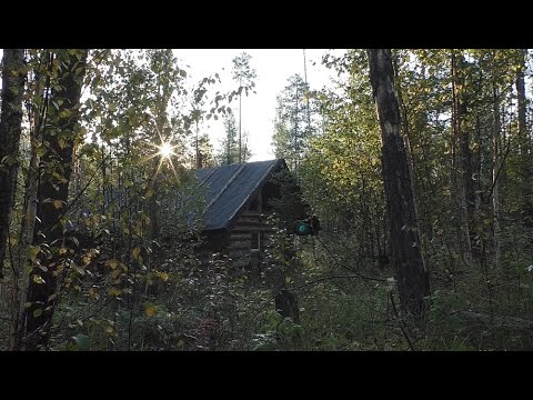 Видео: Ремонт в избушках. Медведь на фотоловушку. Хозработы.