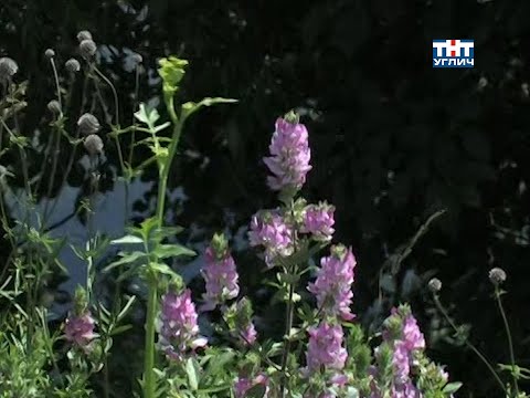 Видео: Наедине с природой. Стальник полевой | 2008