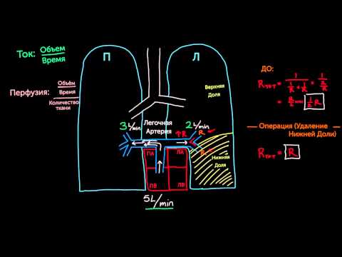 Видео: Проток и кровоснабжение