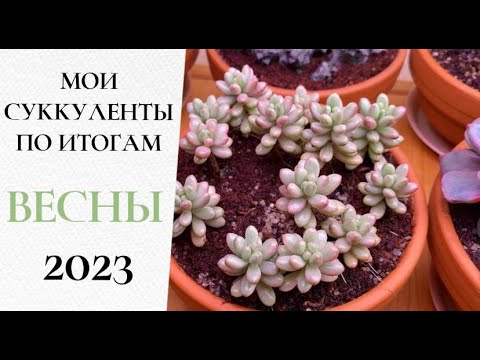 Видео: 🌱Мои суккуленты по итогам весны 2023 (часть 4)🌱