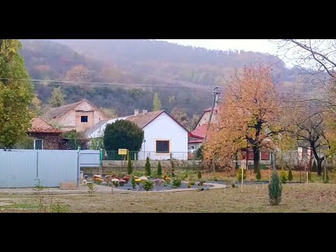 Видео: Большой обзор нового закарпатского сада с нуля. С названиями растений.