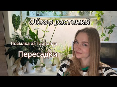 Видео: МОИ РАСТЕНИЯ || ПОСЫЛКА ИЗ ТАЙЛАНДА || ПЕРЕСАДКИ 