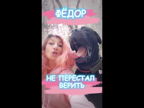 Видео: Федор не перестал верить ❤️ #федор #собакасисторией #помощьбездомнымживотным #семья