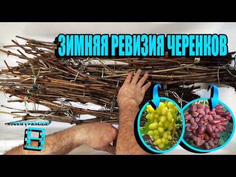 Видео: ЗИМНЯЯ РЕВИЗИЯ И ХРАНЕНИЕ ЧЕРЕНКОВ ВИНОГРАДА ДЛЯ ПРИВИВОК И УКОРЕНЕНИЯ. СЕВЕРНЫЙ ВИНОГРАДНИК 22-3