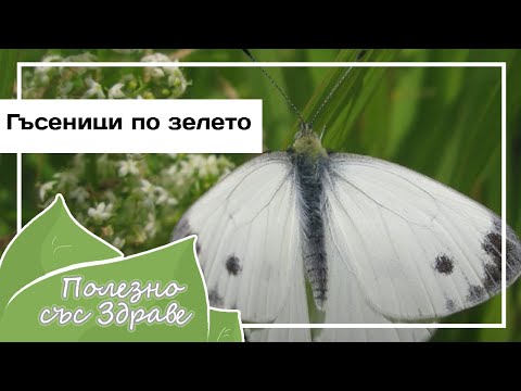 Видео: Гусеницы на овощах