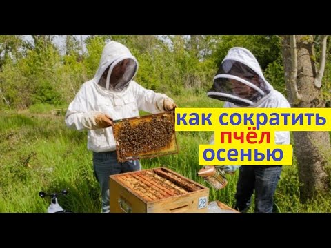 Видео: #Пчёлы.  Очень легко и весело сокращаем пчелиные семьи к осени. Готовим к закорму на зиму.