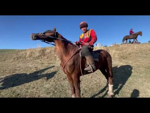 Видео: 3-Асый сатылат байланыш номер 0224188101