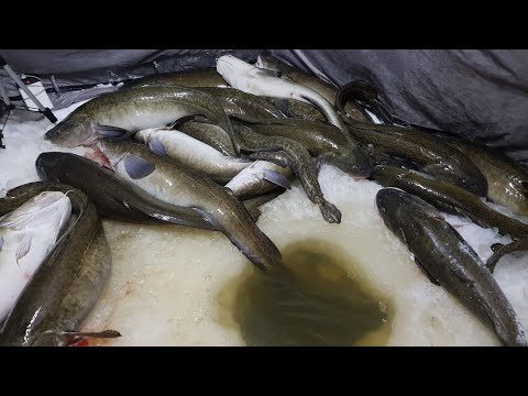 Видео: ВОТ ЭТО ГИГАНТЫ В РУЧЬЕ! Ловлю на палку с куском лески огромных налимов!