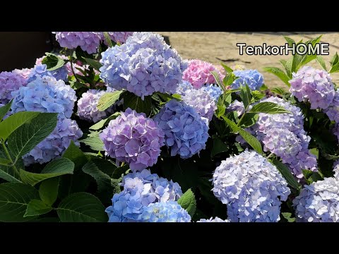 Видео: Осенняя обрезка крупнолистной гортензии!