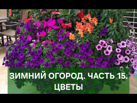 Видео: Зимний огород. Часть 15. Цветы: Петуния, Эустома, Гербера, Ранункулюс, Тюльпаны, Пальма.