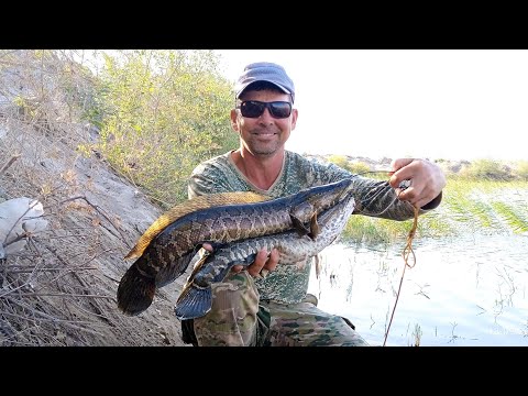 Видео: РЫБАЛКА НА ЗМЕЕГОЛОВУ.СПЛОШНОЙ ДЕТСКИЙ САД 🥴🐟🐟🐟
