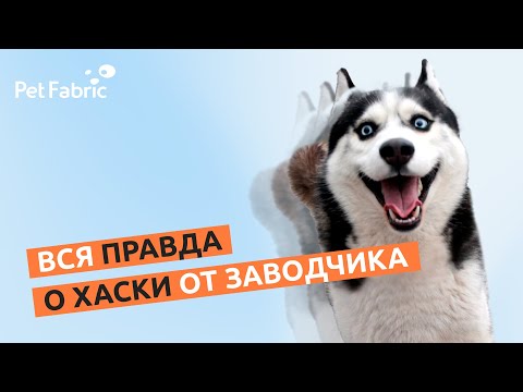 Видео: Вся правда о хаски от заводчика!