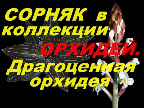 Видео: Драгоценная орхидея. Мой простой  уход.Сорняк в коллекции орхидей.Ludisia.
