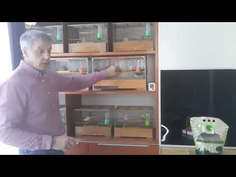 Видео: Разведение и содержание канареек овсяночного напева.  Подготовка клеток и птиц к разведению.