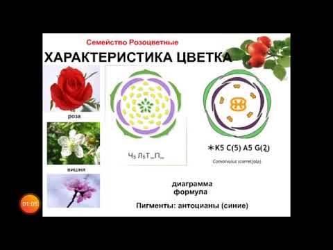 Видео: #Биология 6 класс: Семейство розоцветных