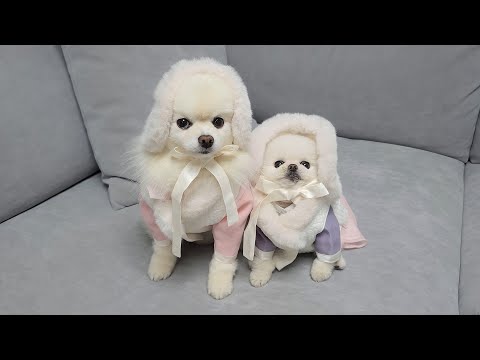 Видео: Милая реакция собак на очень вкусную еду [Новый год с K-собаками]