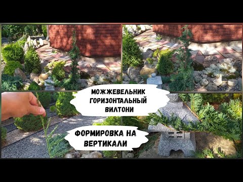 Видео: Можжевельник горизонтальный Вилтони. Формировка на вертикали.