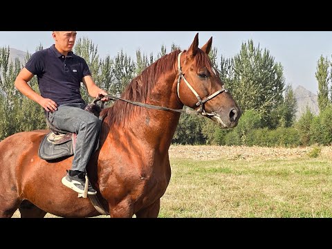 Видео: Комиссар Камбардын Аты✊️