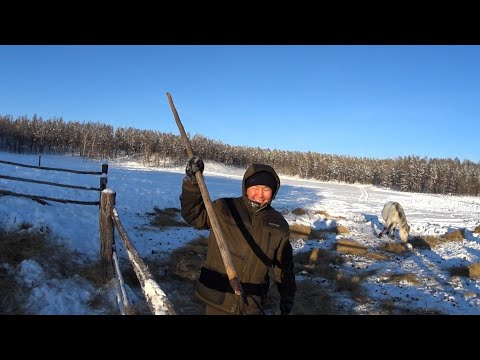 Видео: 🐎Сылгы аhатыыта🐎 Мохначевский Андрей Андреевич биир кунуттэн быhа тардыы.