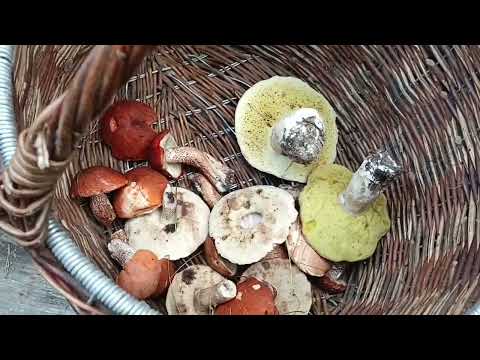 Видео: С братом за грибами в лес на каракате.