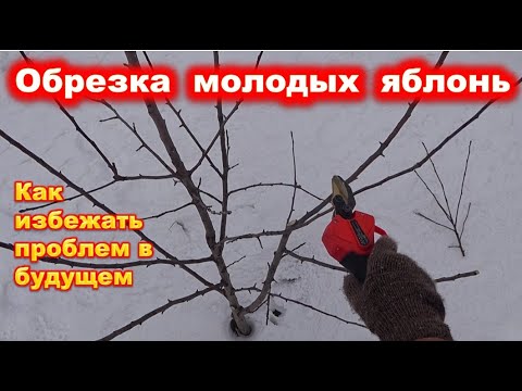 Видео: ОБРЕЗКА молодых ЯБЛОНЬ разного типа