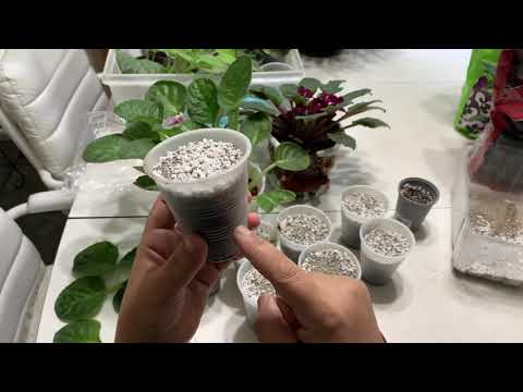 Видео: Самый простой способ размножения африканских фиалок (работает 100%)