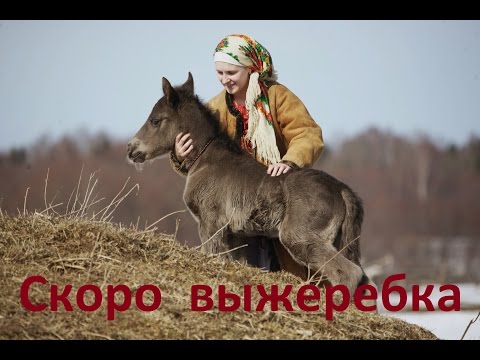 Видео: Скоро выжеребка. Как быть?