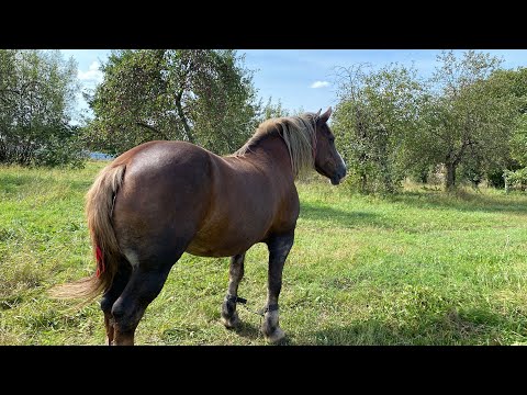 Видео: 💵Нова покупка 😍кукла радує 💪