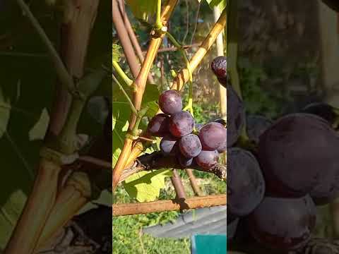 Видео: Прививка очень тонким черенком.(Окулировка вприклад) гибридной формы Велетень.