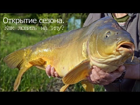 Видео: Открытие сезона 2019.  Как ловить на глубоком илу?