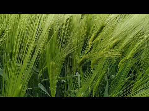 Видео: Озимый ячмень без протравки и обработки фунгицидом. Состояние на 09.05.19.