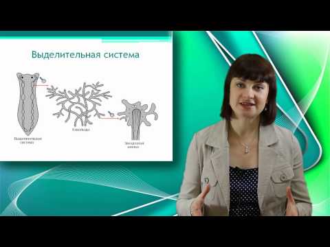 Видео: Белая планария. Онлайн подготовка к ЕГЭ по Биологии.